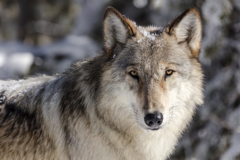 Idaho, Wolves, Hunting, Endangered