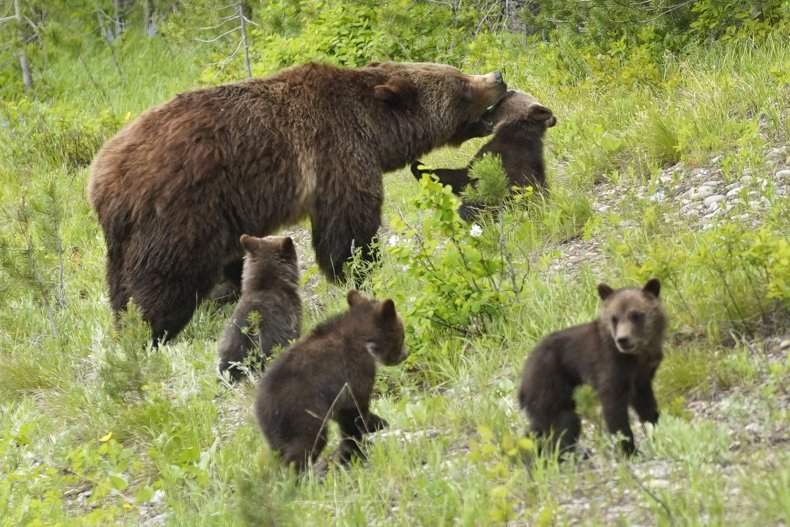 Idaho, Wolves, Hunting, Endangered, Grizzly Bears
