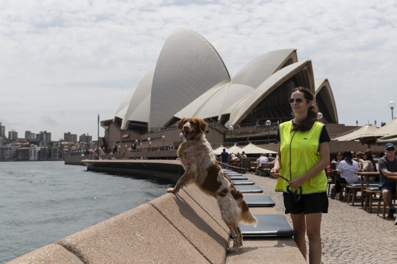 Sydney Opera House dog