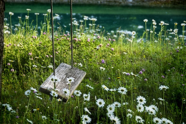 A rope swing amongst daisies and flowers