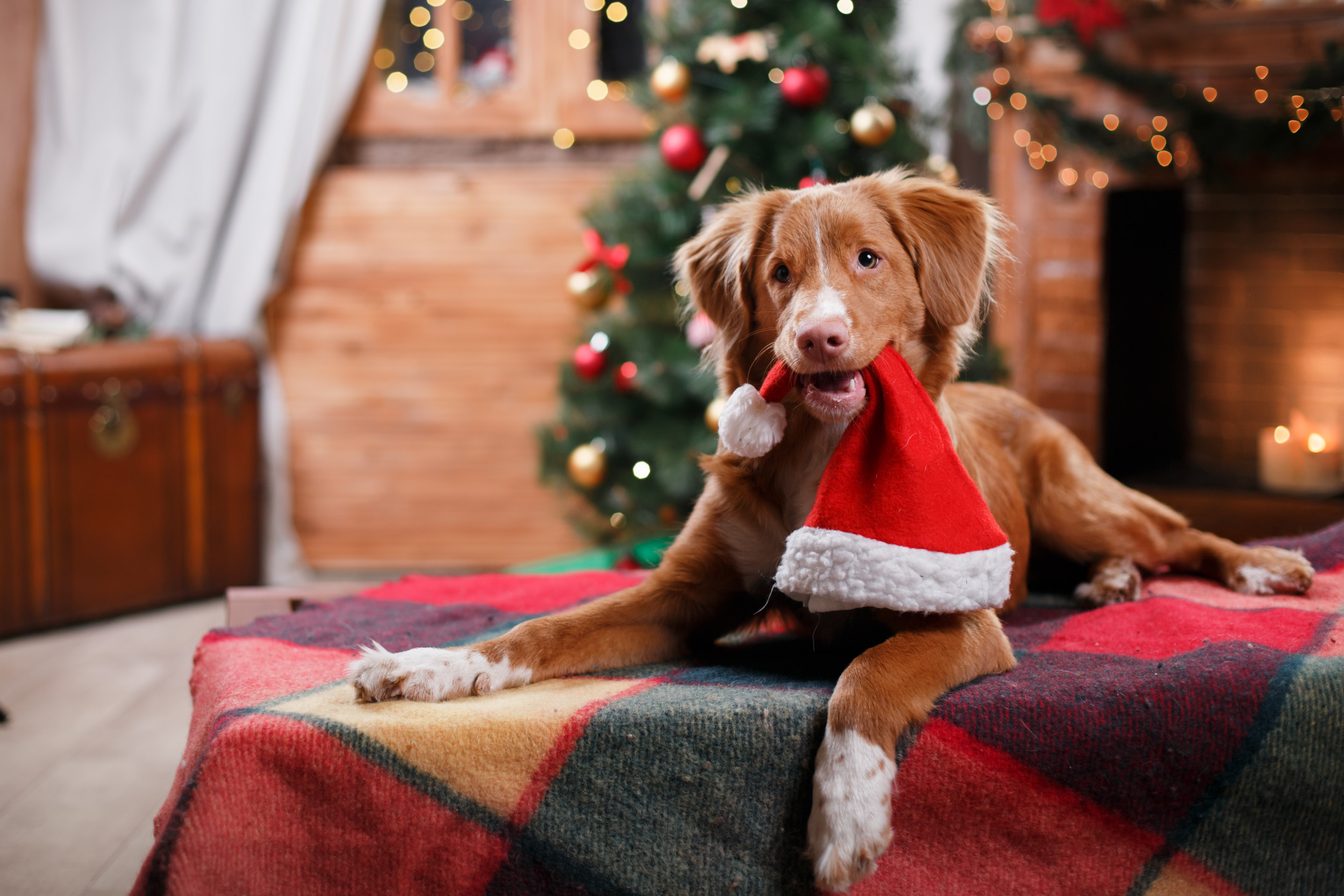 Cute Pets Unwrapping Presents Go Viral After Christmas - ABC News