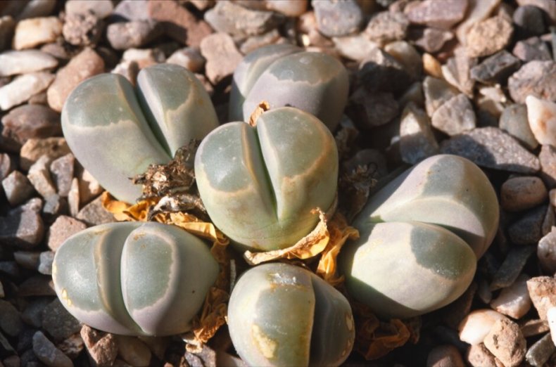 Lithops