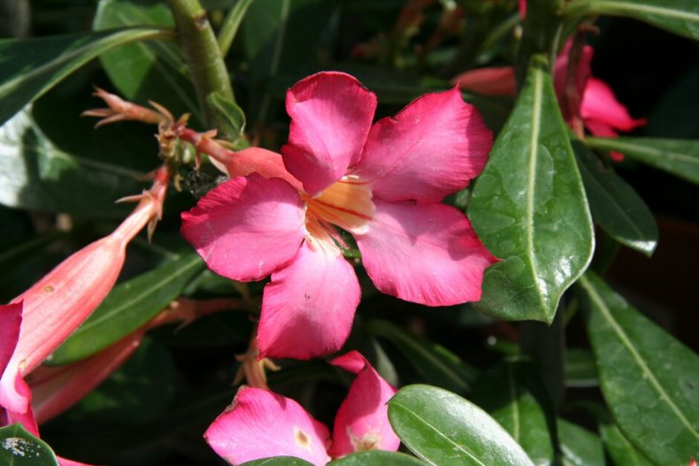 Desert Rose