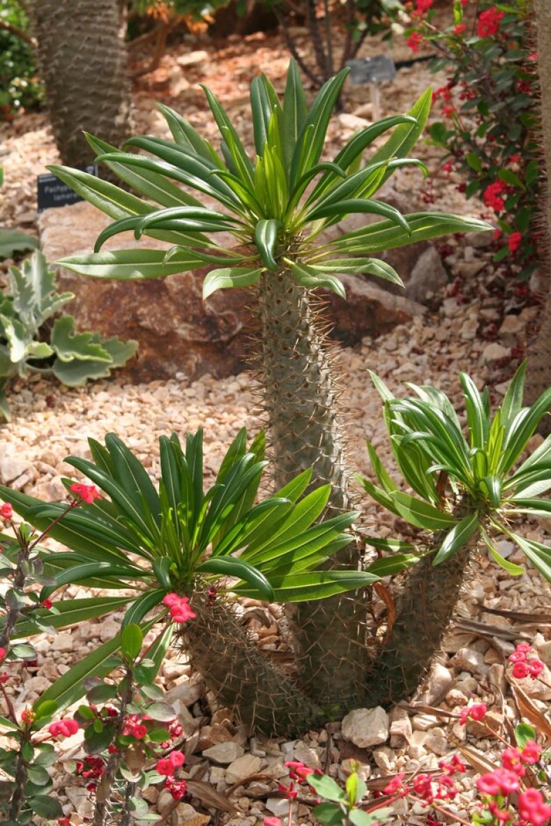 Madagascan Palm