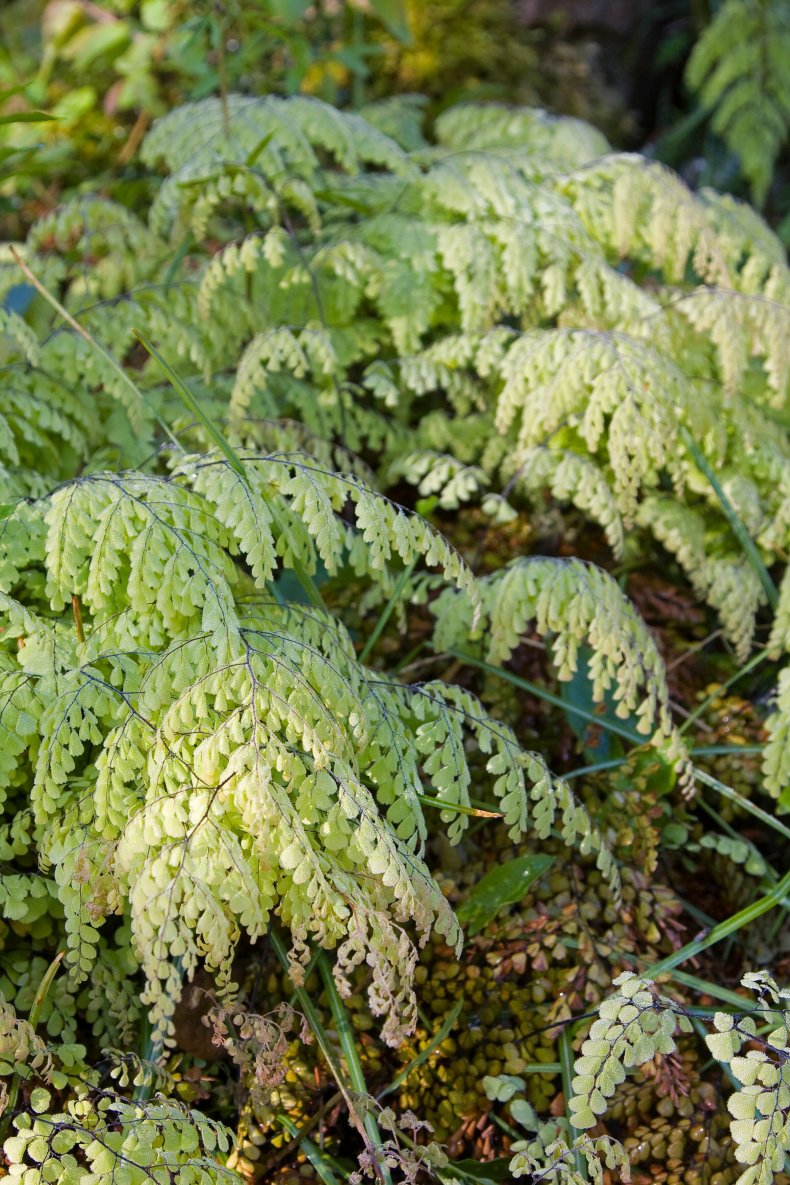 Maidenhair fern