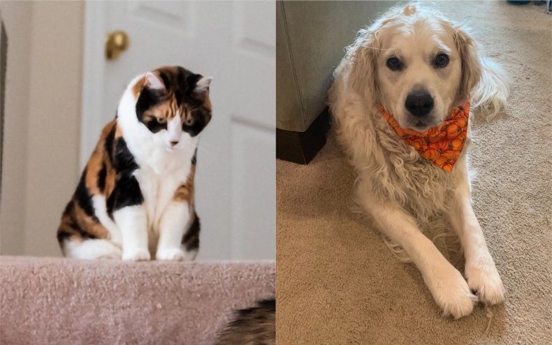 A cat and a dog.