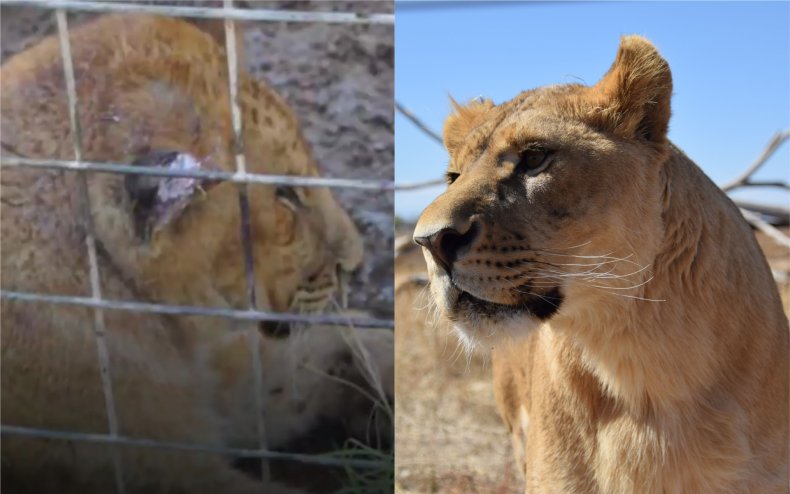 Nala the lion cub.