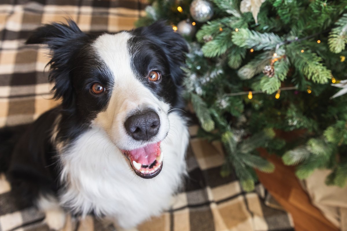File photo of dog and Christmas tree.
