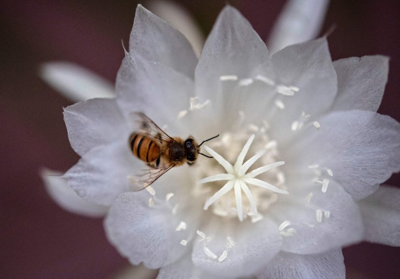 Night-Blooming Jasmine
