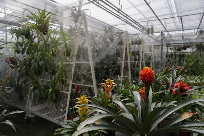 Guzmania