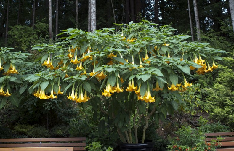 Brugmansia Suaveolensa