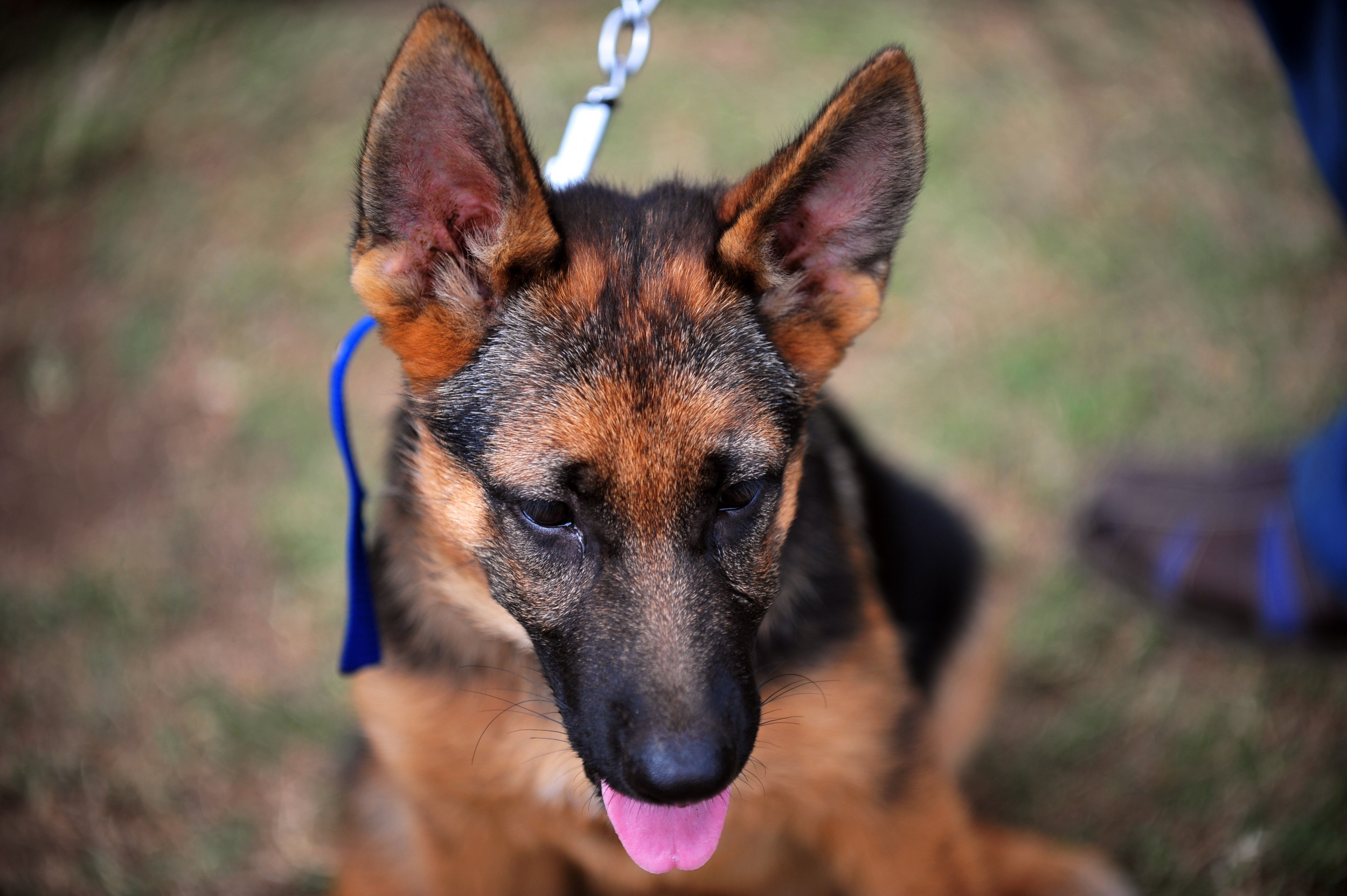 German shepherd best sale spotted tongue