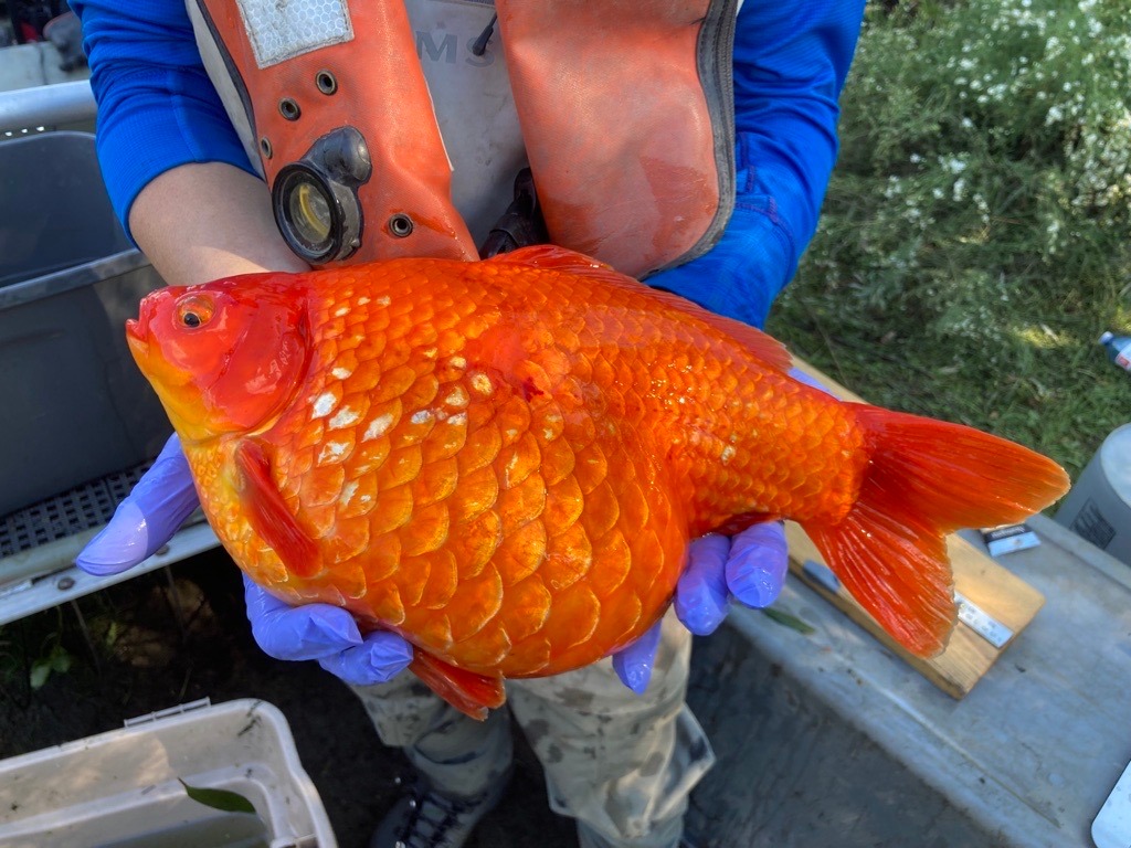 Goldzilla: This Is What Happens If You Set Your Pet Goldfish Free