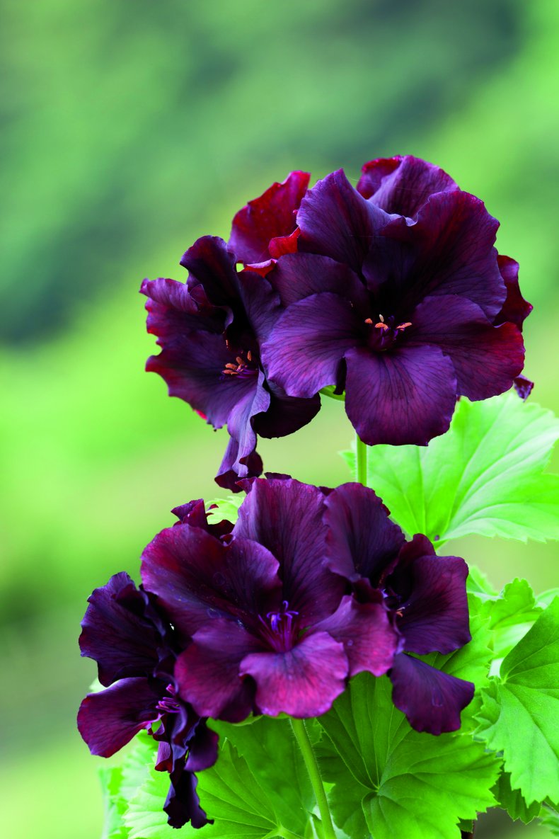 Pelargonium 'dark secret'