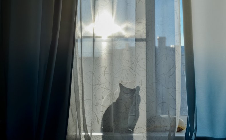 File photo of cat looking out window.