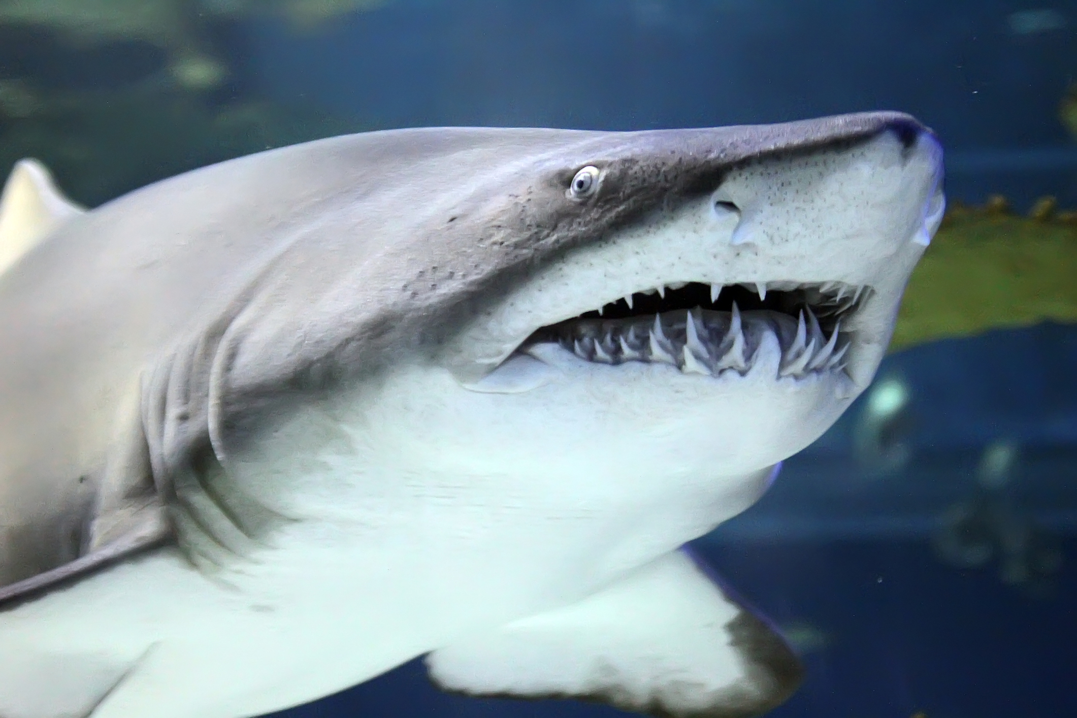 акульи зубы фото