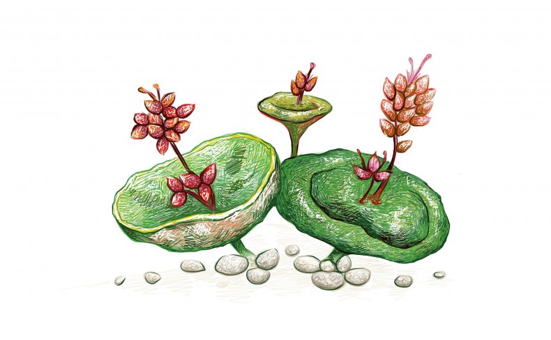 Crassula Umbella, "wine cupe"