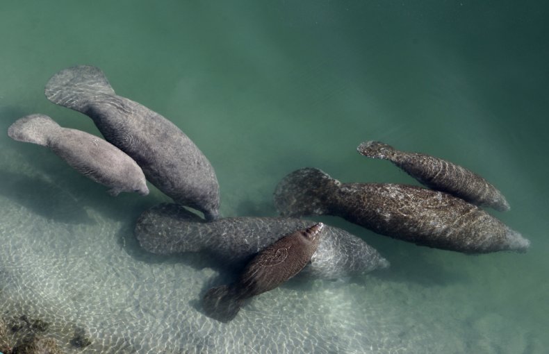 Dying Florida Manatees Need to be Fed, Our Town Sarasota News Events
