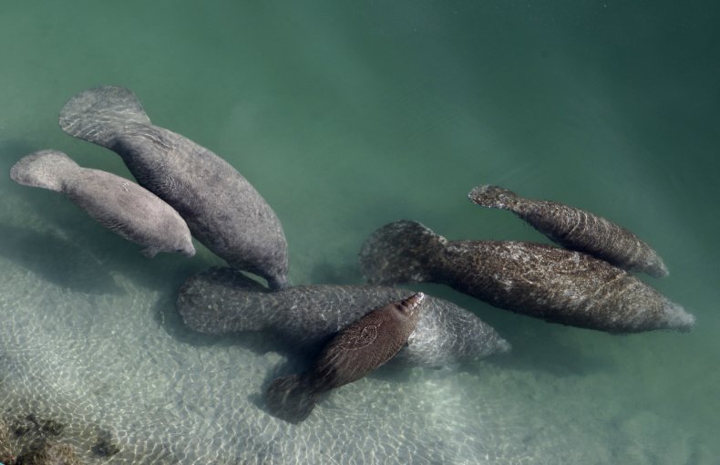 Florida, Manatees, Starving, Feeding Program