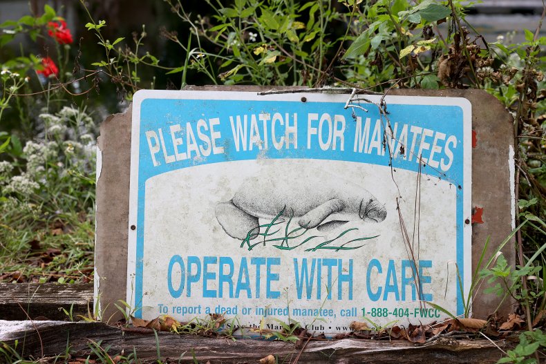 Florida, Manatees, Starving, Feeding Program