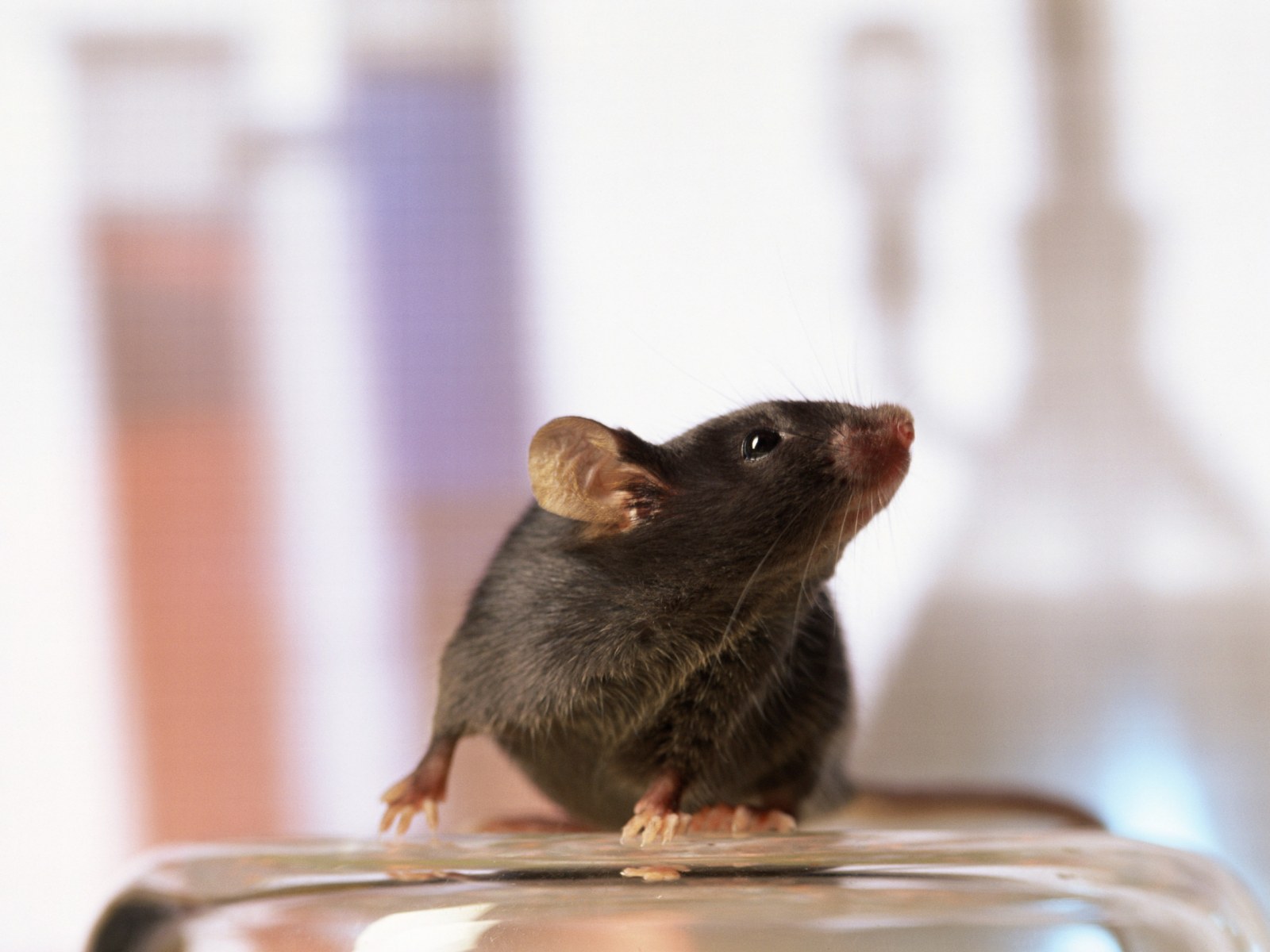 Mouse Animal Standing mouse-animal-standing