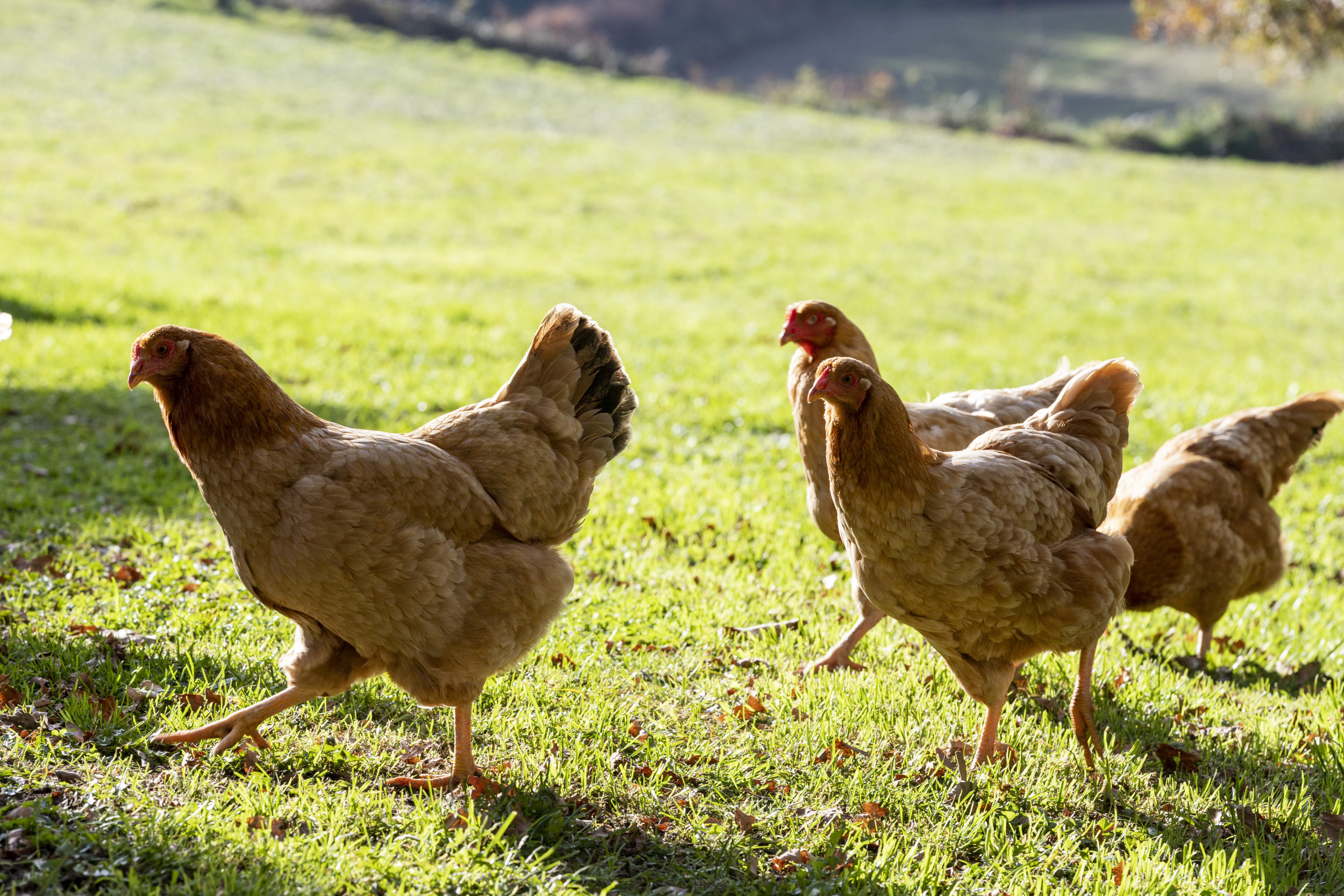 Gallinas desplumadas enfermedad