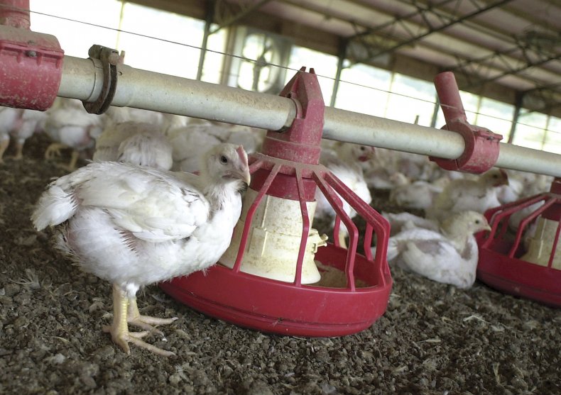 Tyson Foods, Chicken, Farm