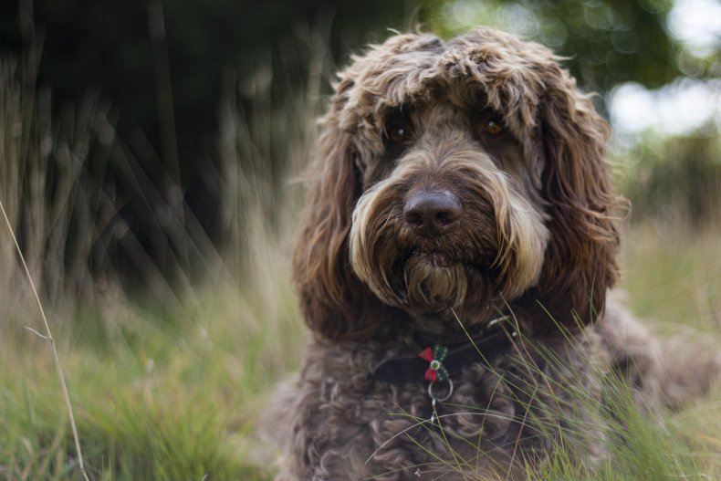 A labradoodle dog.