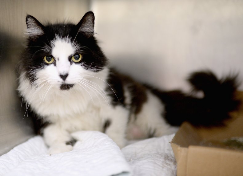 Animal Shelter Cat