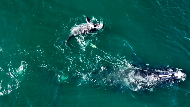 Right whale tangled 