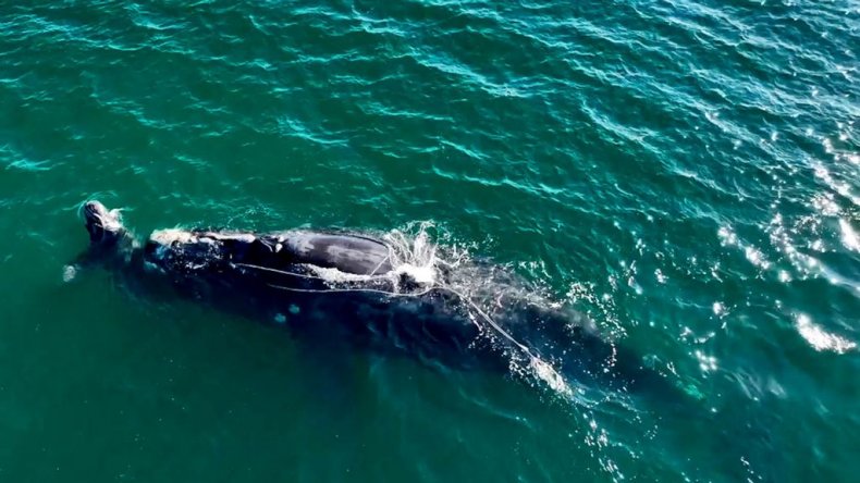 Endangered whale