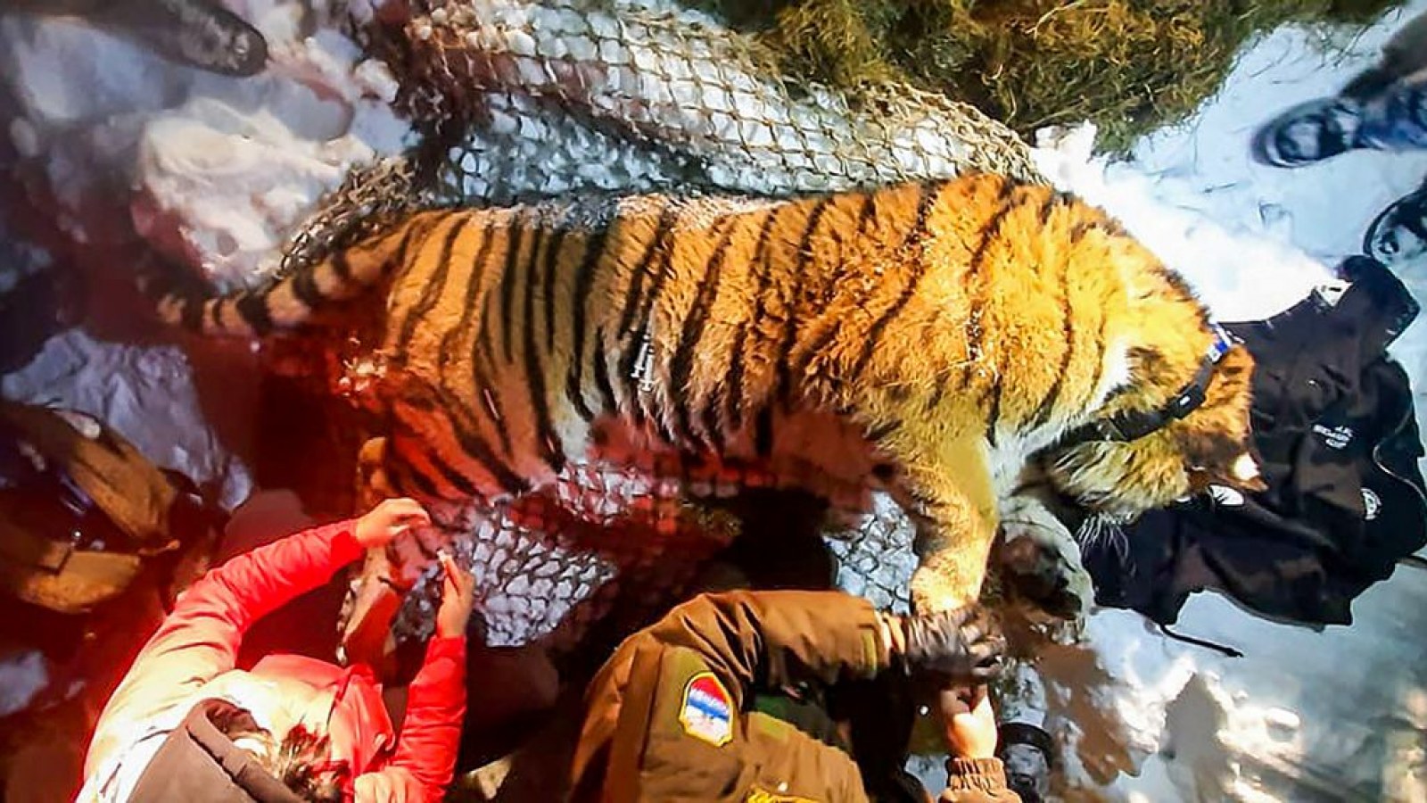 Tiger Who Ate Seven Pets in Local Village Released Back Into the Wild