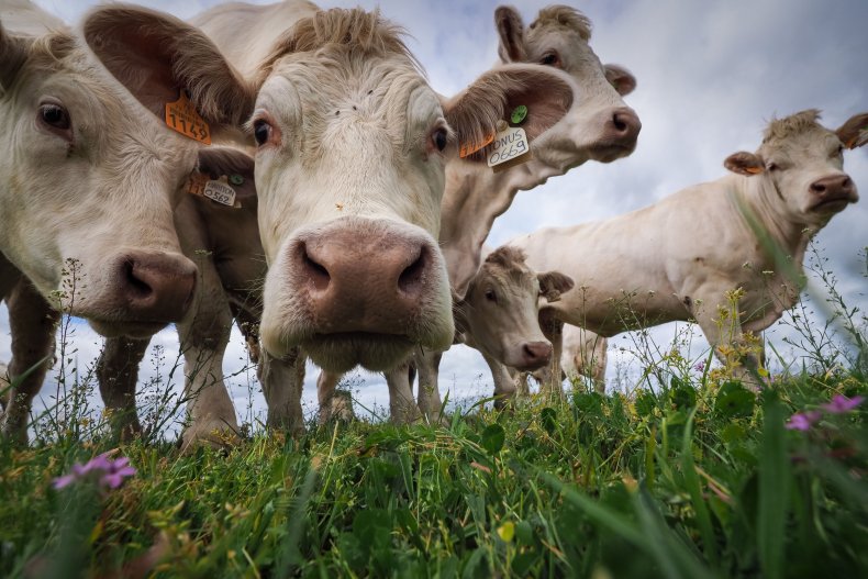 cows