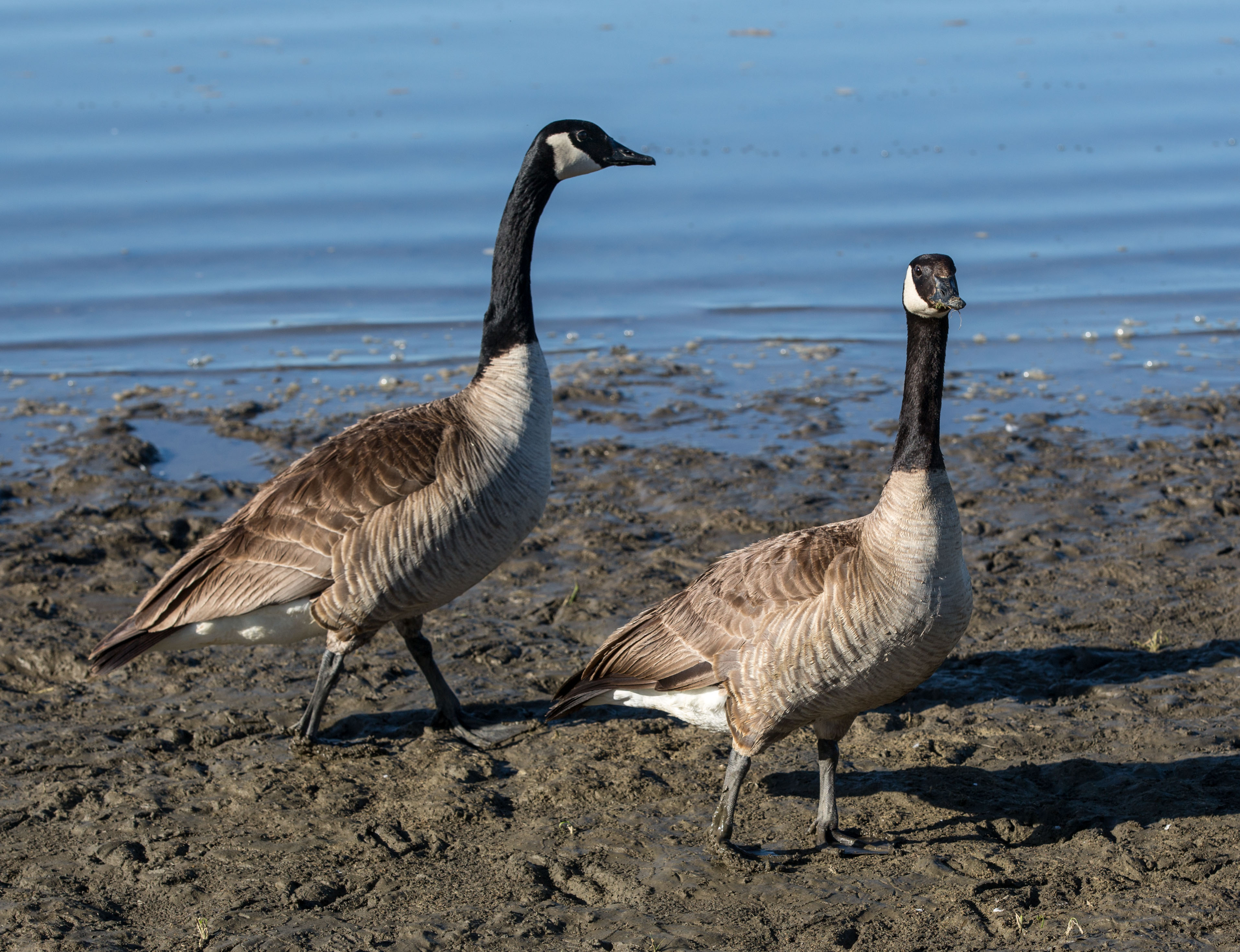 Canada goose 2025 drowned bird