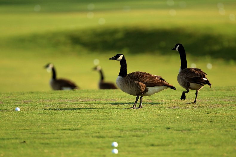 Florida, Geese Removal, Fail, Drowning