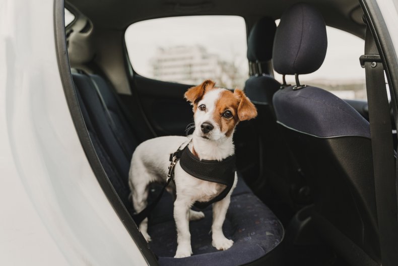 Dog In Car