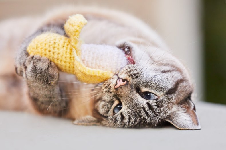What Does Catnip Do To Cats