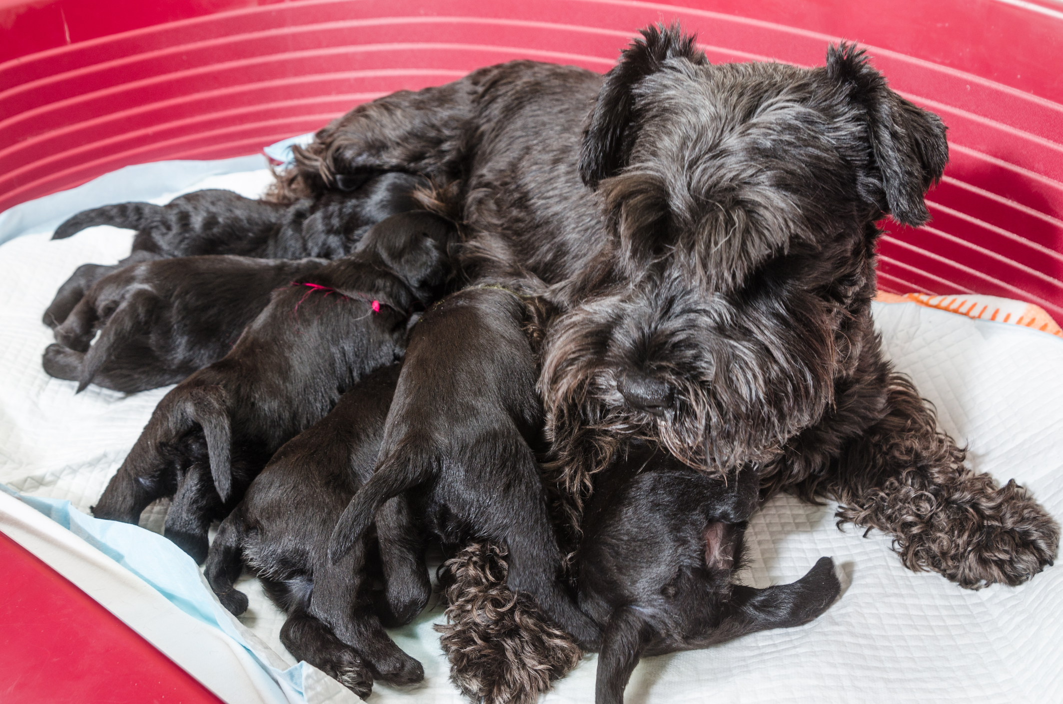 Pregnant schnauzer sale