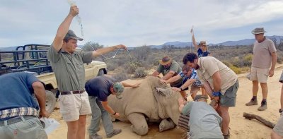 rhino poaching rhino poaching