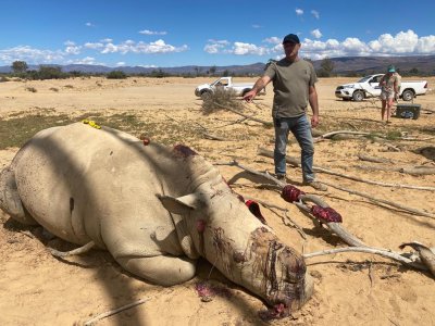 rhino poaching rhino poaching