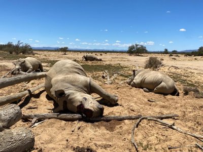 rhino poaching rhino poaching