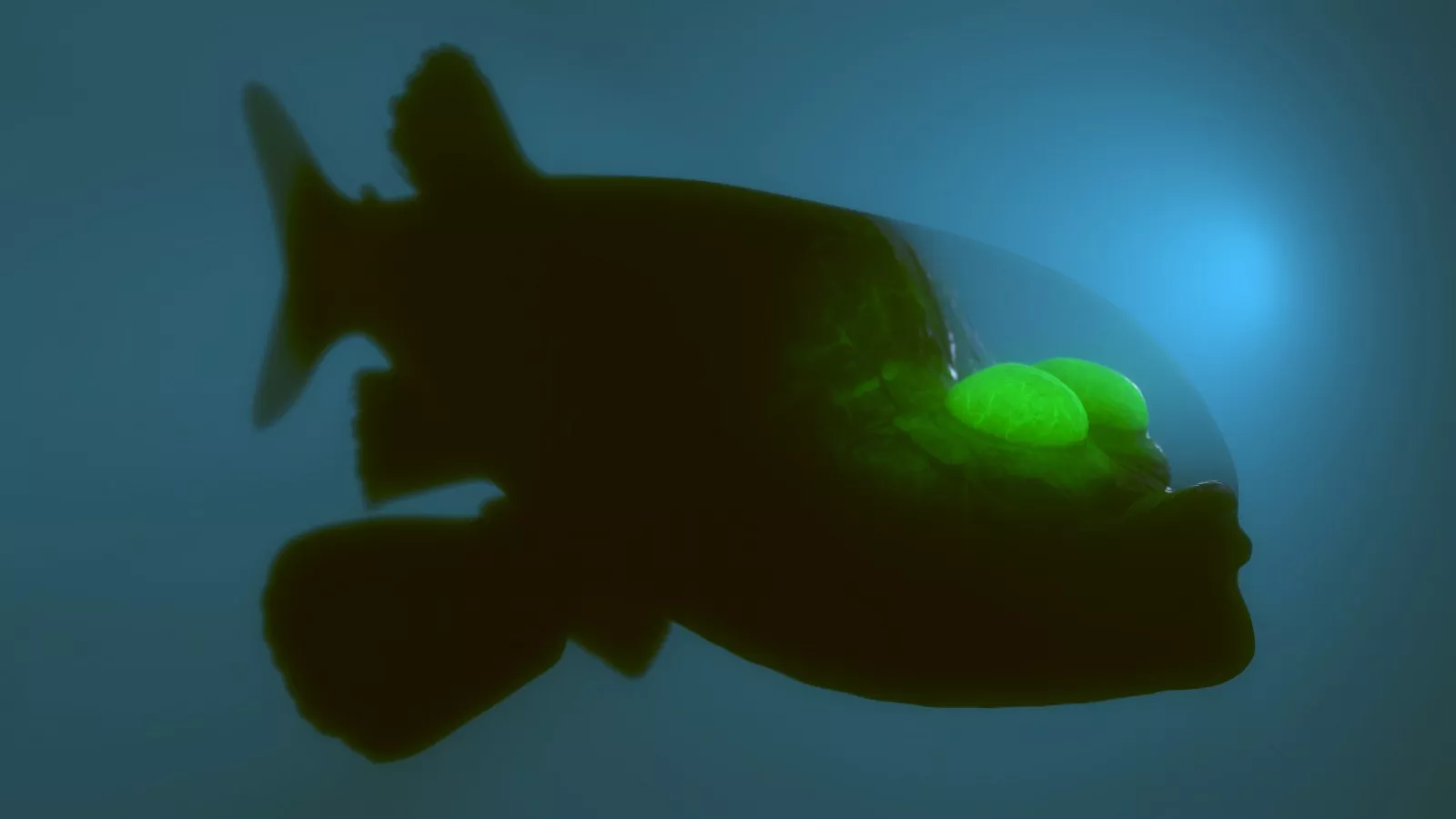 Bizarre and Rarely Seen Fish with Translucent Head and Glowing