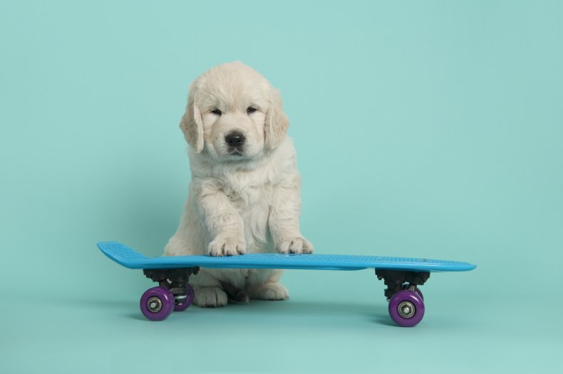 Dog skateboard 