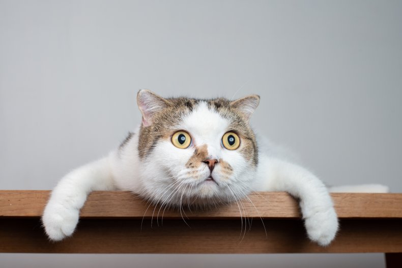 Close up Scottish fold cat