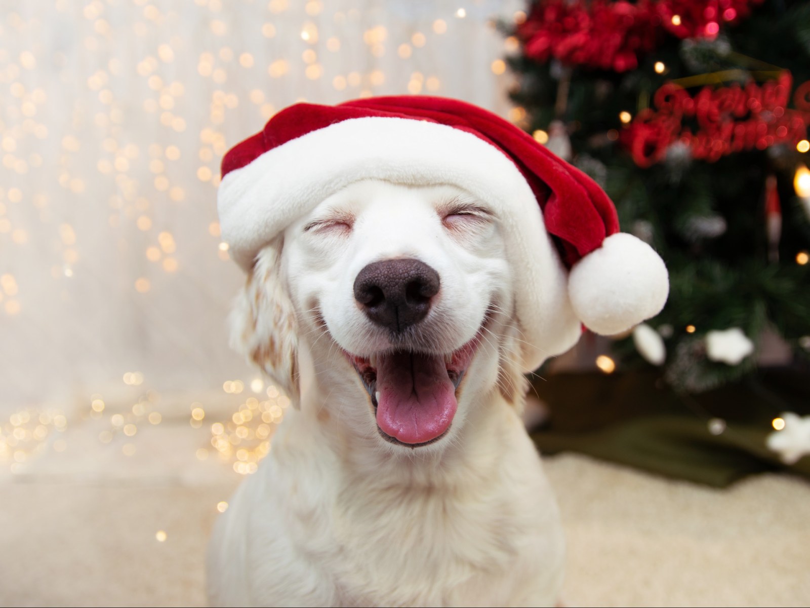 Your Dog's Top-10 Favorite Christmas Songs