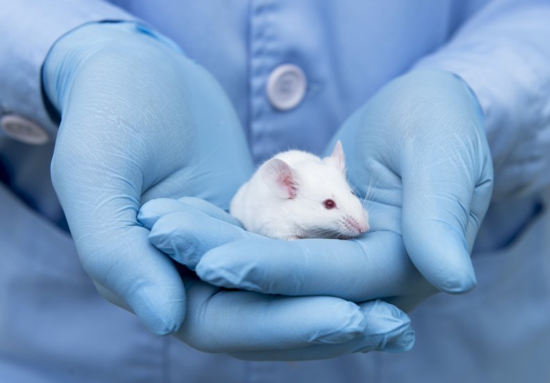 Small experimental mouse on the researcher's hand