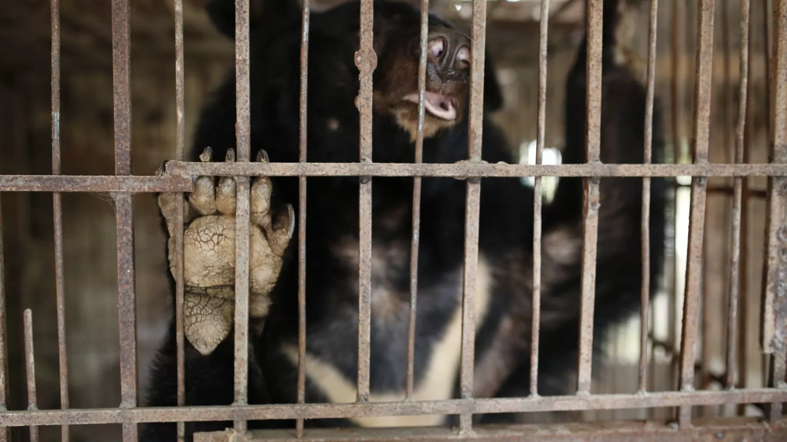 Bear Abused for Bile Extraction Rescued After Being Kept in Small Cage Bear Abused for Bile Extraction Rescued After Being Kept in Small Cage