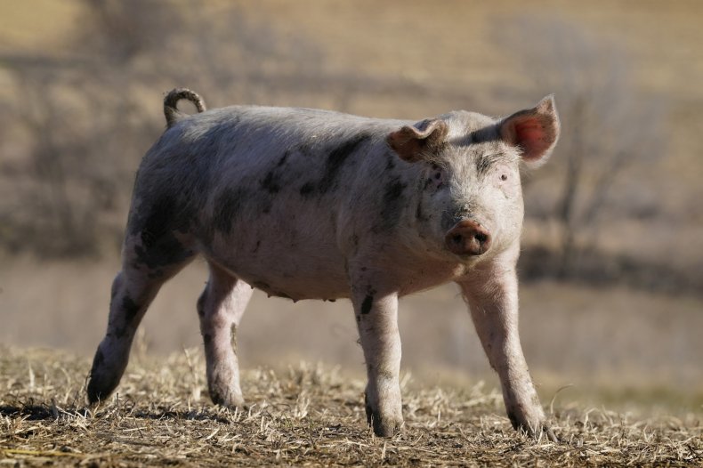 hog, pork, meat industry