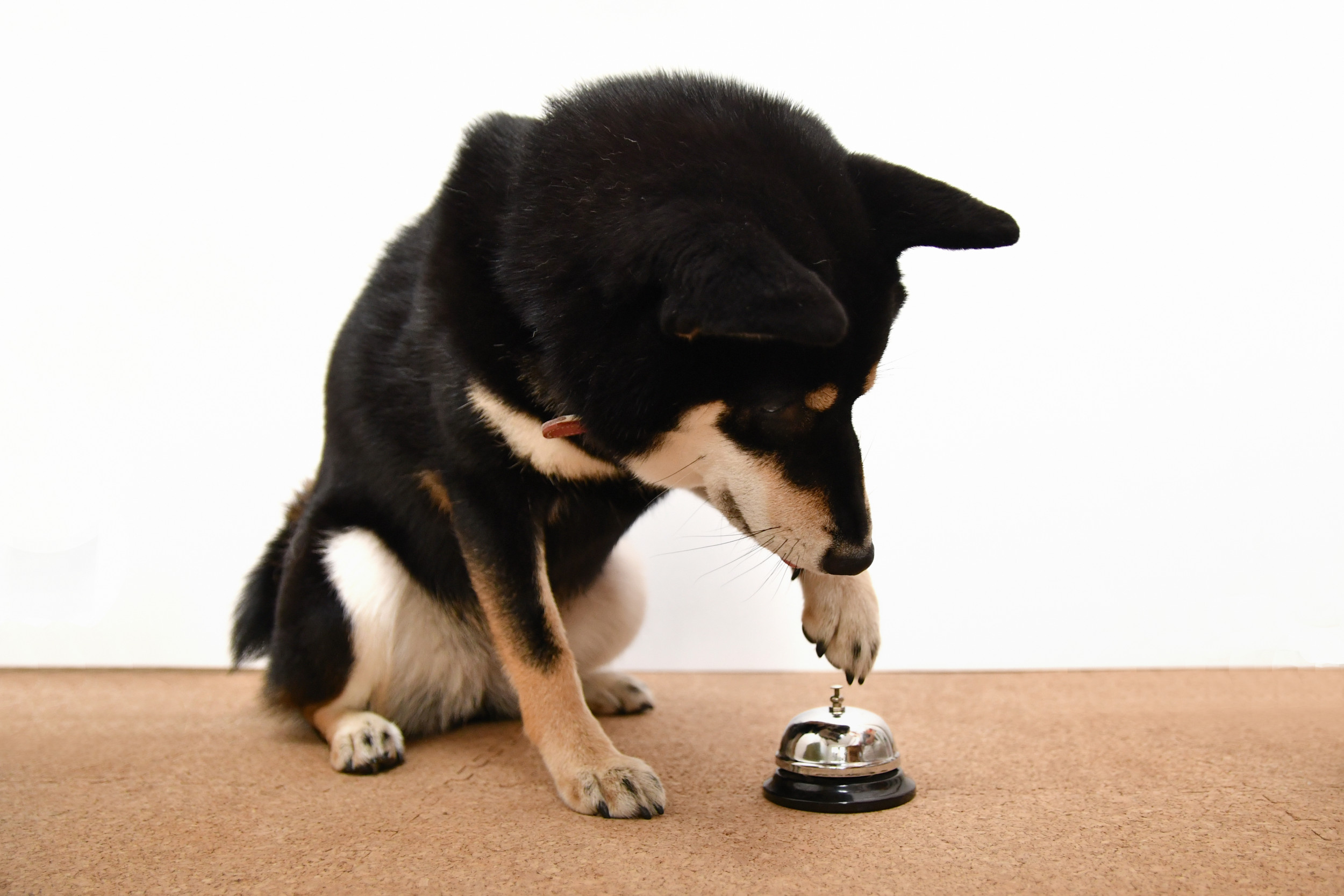 Dog Ringing Bell