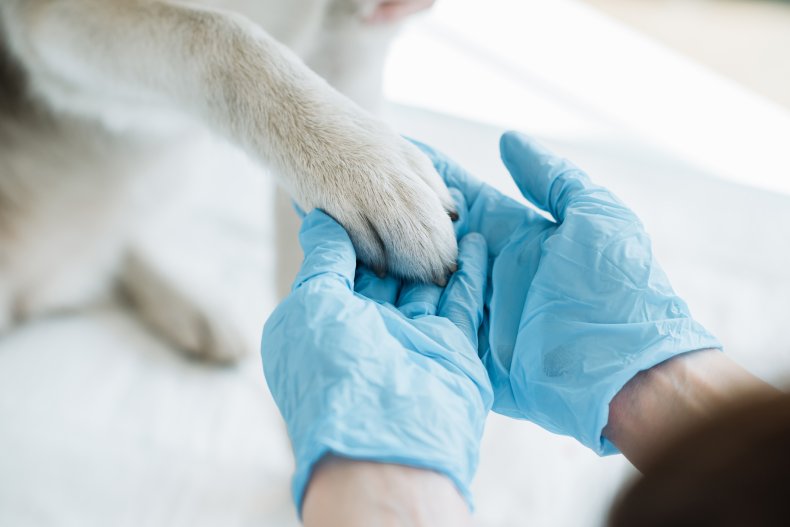 Veterinarian holding dog's paw in their hands